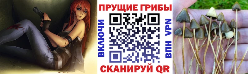 как найти закладки  Талица  Галлюциногенные грибы прущие грибы 